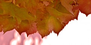 Beitragsbild des Blogbeitrags Spätsommer in meinem Garten