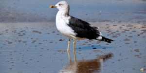 Beitragsbild des Blogbeitrags Cádiz