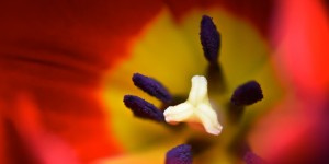 Beitragsbild des Blogbeitrags Sehnsucht nach dem Frühling!