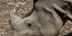 Beitragsbild des Blogbeitrags Tiergarten Schönbrunn – Teil 2