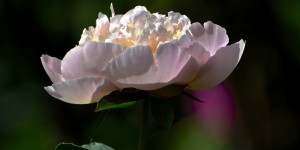 Beitragsbild des Blogbeitrags Jahresprojekt 365 Fotos – Mai 