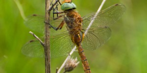 Beitragsbild des Blogbeitrags Gestern in der Lobau…