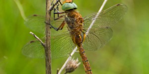 Beitragsbild des Blogbeitrags Gestern in der Lobau… 