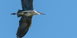 Beitragsbild des Blogbeitrags Fischreiher im Wasserpark