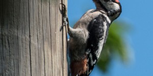 Beitragsbild des Blogbeitrags Alle Vöglein sind schon da…. 