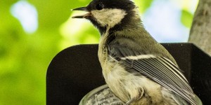 Beitragsbild des Blogbeitrags Jahresprojekt 365 Fotos – Juni