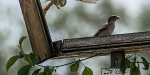 Beitragsbild des Blogbeitrags Vogerl – Fernsehen in Podersdorf 