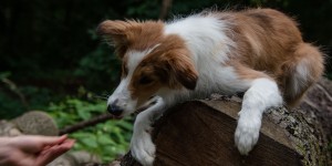 Beitragsbild des Blogbeitrags Buddies – Dog Photography Walk (Nr. 3) 