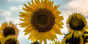 Beitragsbild des Blogbeitrags Sonnenblumen im Abendlicht 