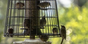 Beitragsbild des Blogbeitrags In meinem Garten, in meinem Garten…