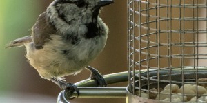 Beitragsbild des Blogbeitrags 365 Fotos – Juli 