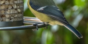 Beitragsbild des Blogbeitrags Jahresprojekt 365 Fotos – August 