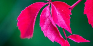 Beitragsbild des Blogbeitrags Herbst, mal anders….