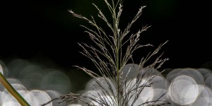 Beitragsbild des Blogbeitrags Herbstausflug zum Pöttschinger See im Burgenland