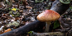Beitragsbild des Blogbeitrags Lainzer Tiergarten im Herbstlicht… 