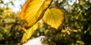 Beitragsbild des Blogbeitrags Im Prater ist der Herbst eingezogen…