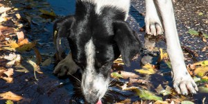 Beitragsbild des Blogbeitrags Bulgariens Tierwelt