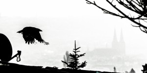Beitragsbild des Blogbeitrags Meine Wintergäste im Garten…