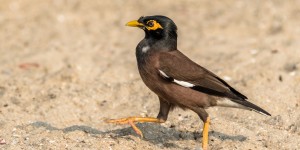 Beitragsbild des Blogbeitrags Das Leben in Bangsaen