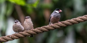 Beitragsbild des Blogbeitrags Palmenhaus in den Blumengärten Hirschstetten 