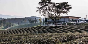 Beitragsbild des Blogbeitrags Reisanbau in Thailand und eine Teeplantage 