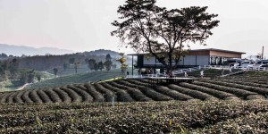 Beitragsbild des Blogbeitrags Reisanbau in Thailand und eine Teeplantage
