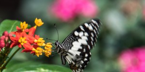 Beitragsbild des Blogbeitrags Königlicher Garten Royal Park Ratchaphruek bei Chiang Mai 