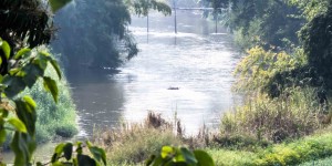 Beitragsbild des Blogbeitrags Die Rettung einer Sperbertaube – Fortsetzung der Thailandberichte