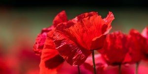 Beitragsbild des Blogbeitrags Wilder Mohn – könnte in der Toskana sein, ist aber in Kledering!
