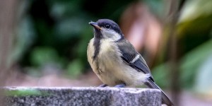 Beitragsbild des Blogbeitrags Garten-Impressionen 