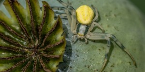 Beitragsbild des Blogbeitrags Die Veränderliche Krabbenspinne