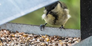 Beitragsbild des Blogbeitrags Was gibt’s heute zum futtern?