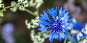 Beitragsbild des Blogbeitrags Die Wiese lebt!