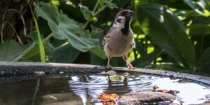 Beitragsbild des Blogbeitrags Wasser ist Leben!