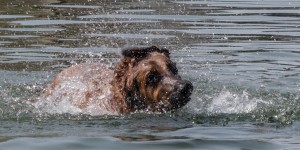 Beitragsbild des Blogbeitrags Hundstage … 