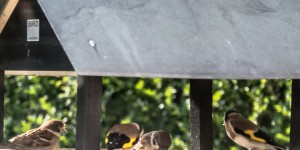Beitragsbild des Blogbeitrags Alle Vöglein sind schon da…