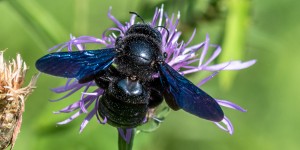 Beitragsbild des Blogbeitrags Black Beauty – eine Holzbiene