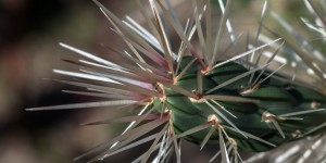 Beitragsbild des Blogbeitrags Botanischer Garten Wien