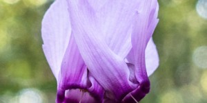 Beitragsbild des Blogbeitrags Zyklamen-Variationen