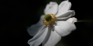 Beitragsbild des Blogbeitrags Herbstanemonen
