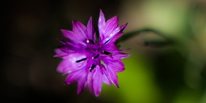 Beitragsbild des Blogbeitrags Mein Wiesenprojekt gedeiht!