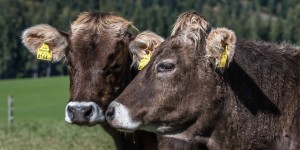 Beitragsbild des Blogbeitrags Welttierschutztag