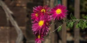 Beitragsbild des Blogbeitrags Südsteirischer Herbst – Teil 3