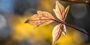 Beitragsbild des Blogbeitrags Herbst in meinem Garten …
