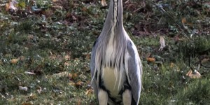 Beitragsbild des Blogbeitrags Die Reiher im Wasserpark von Wien 