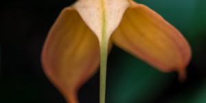 Beitragsbild des Blogbeitrags Orchideenausstellung in Klosterneuburg 