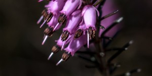 Beitragsbild des Blogbeitrags Wanderung zur Erika-Blüte in der Steiermark 