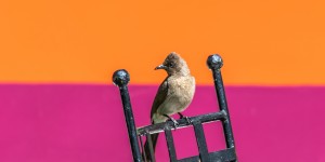 Beitragsbild des Blogbeitrags Anima – Der Garten von André Heller