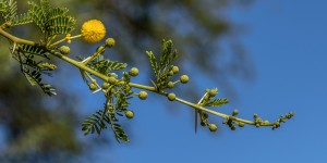 Beitragsbild des Blogbeitrags Marokkanische Landschaft rund um den Anima-Garten