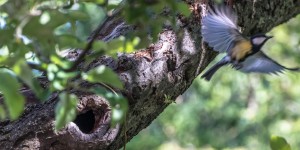 Beitragsbild des Blogbeitrags Meine liebsten Gäste im Garten …